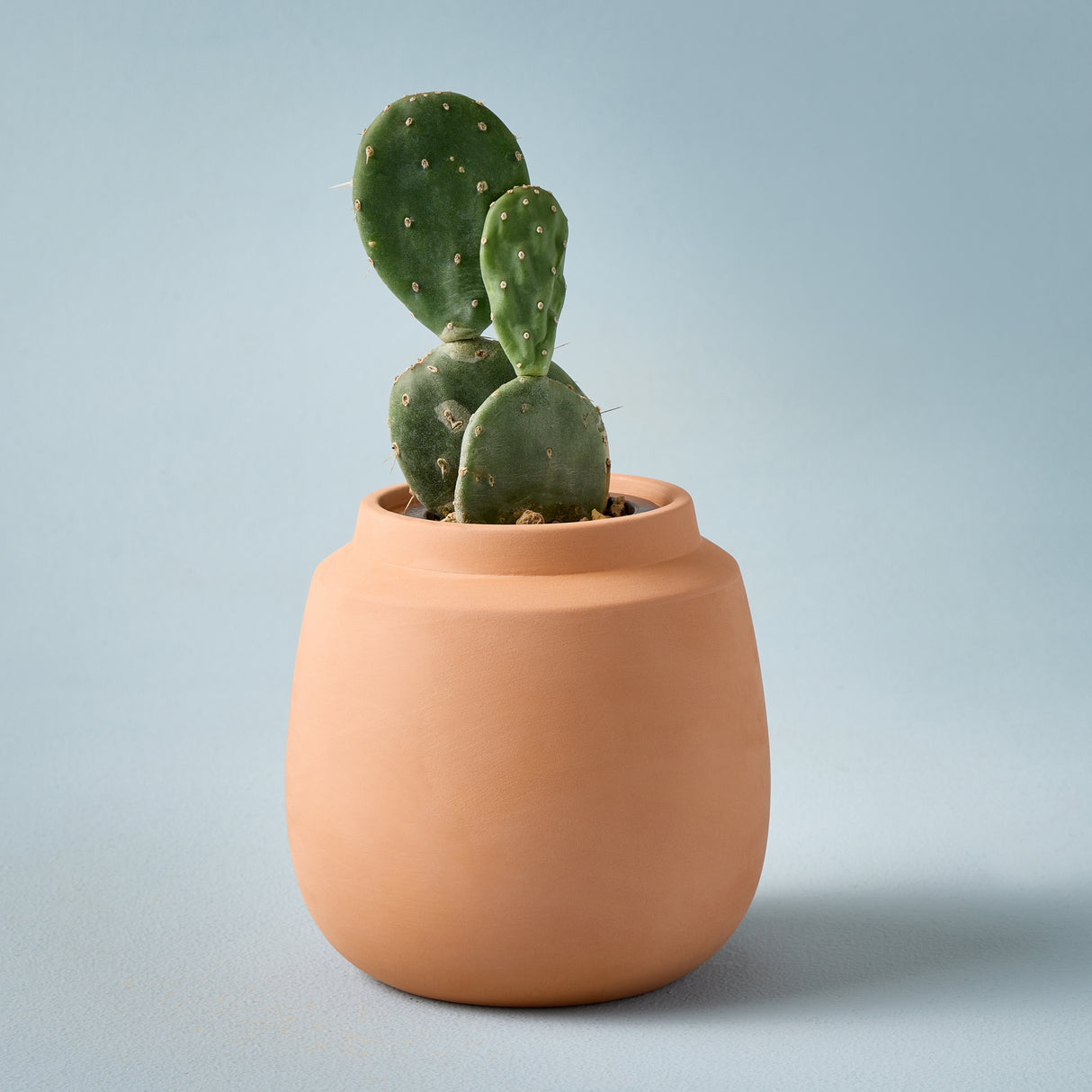 Terracotta Cactus Grow Kit