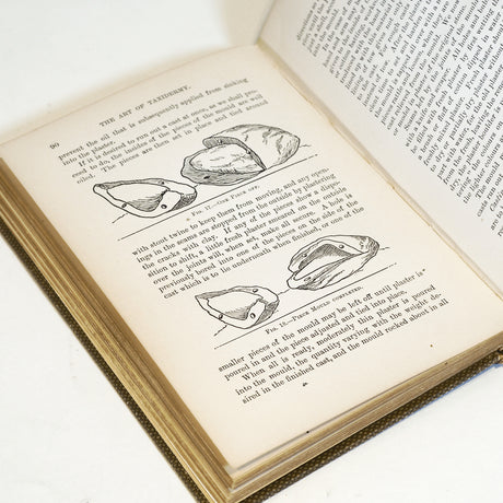 The Art of Taxidermy