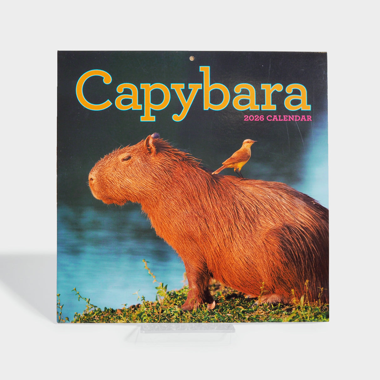 Capybara Wall Calendar 2026