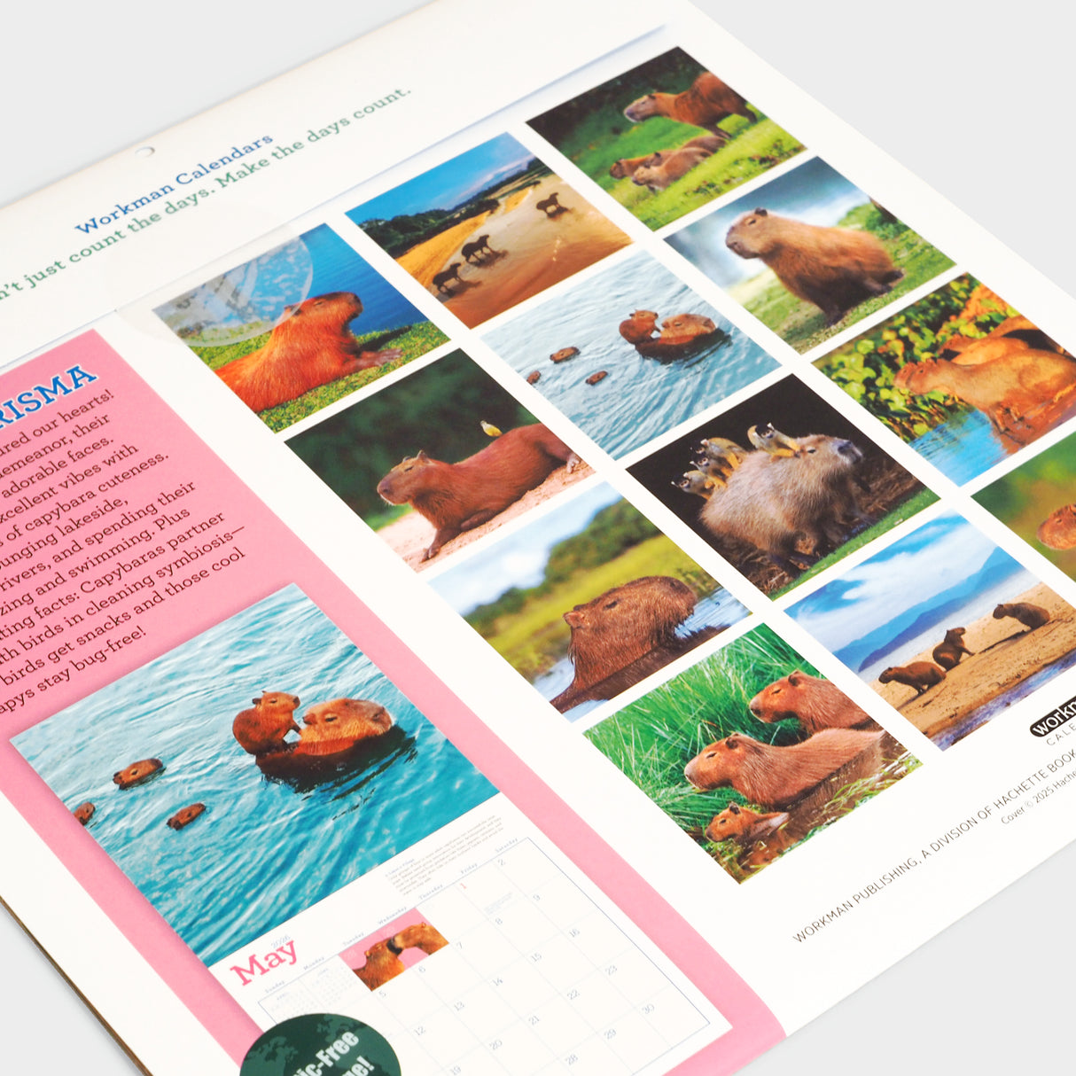 Capybara Wall Calendar 2026