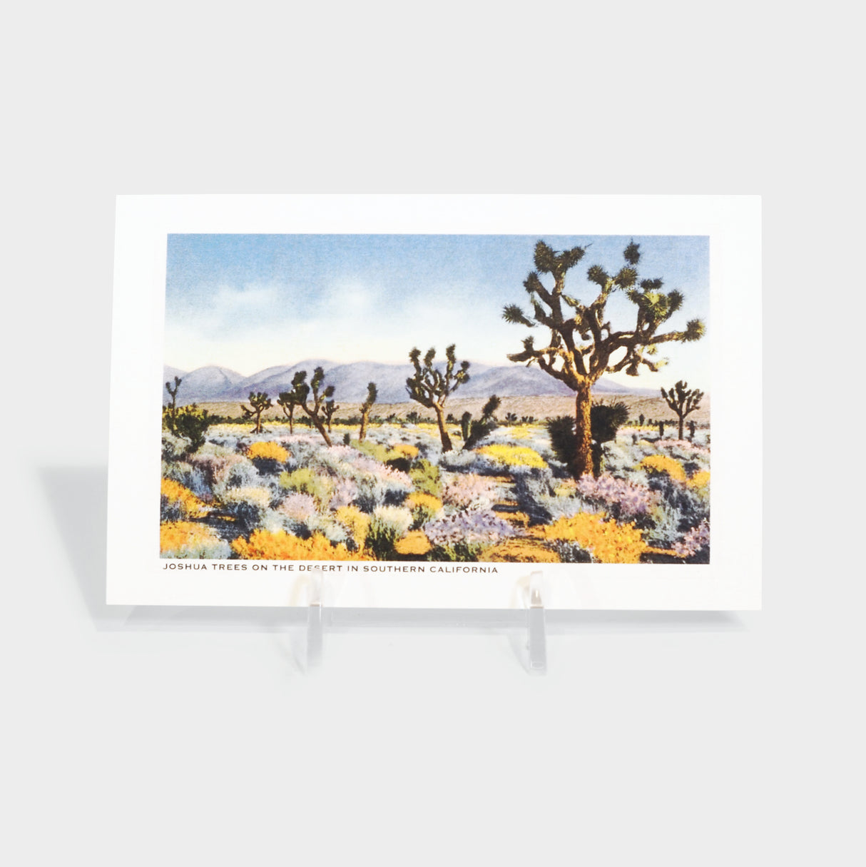 Joshua Trees in the Desert, California Post Card