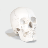 Skull Bookends