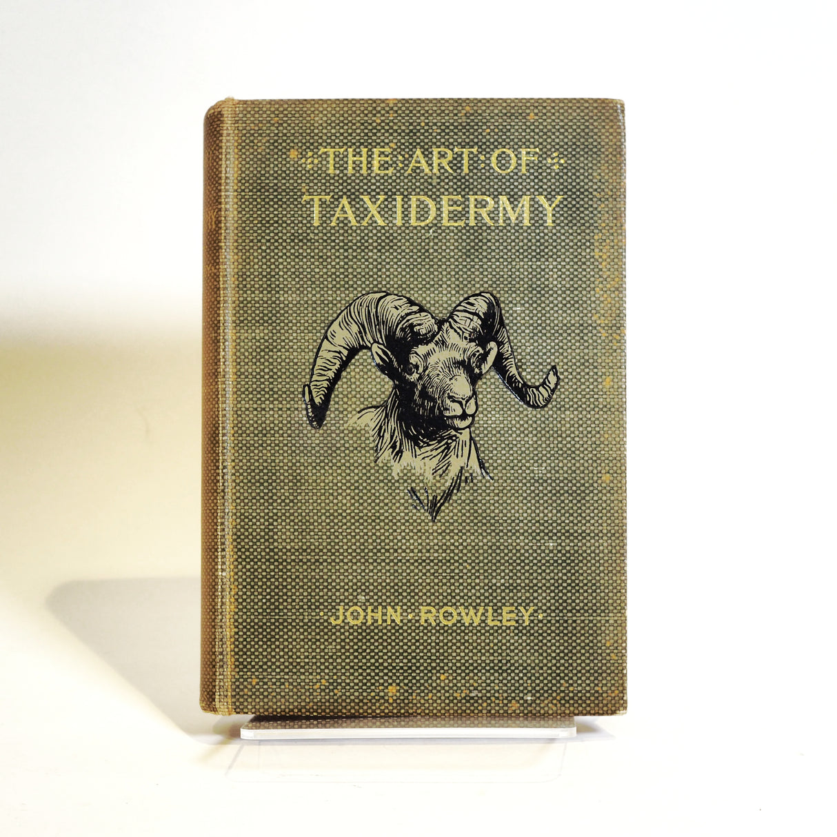 The Art of Taxidermy